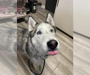 Siberian Husky Dogs for adoption in Redlands, CA, USA