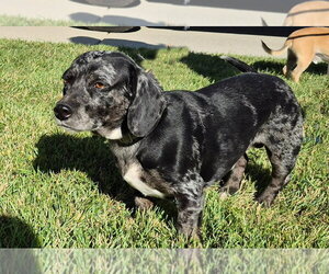 Dachshund-Unknown Mix Dogs for adoption in Salt Lake City, UT, USA