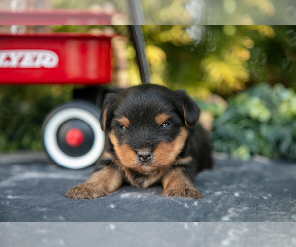 Medium Photo #24 Yorkshire Terrier Puppy For Sale in KIRKWOOD, PA, USA