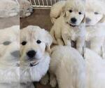 Small #2 English Cream Golden Retriever