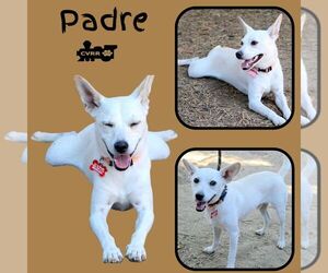 Mutt Dogs for adoption in Lindsay, CA, USA