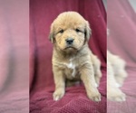 Puppy Puppy 1 Tibetan Mastiff