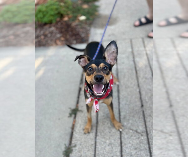 Medium Photo #8 Miniature Pinscher-Whippet Mix Puppy For Sale in Salt Lake City, UT, USA