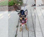 Small #7 Miniature Pinscher-Whippet Mix