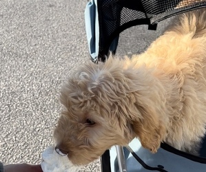 Goldendoodle Puppy for sale in WINSTON, GA, USA