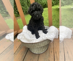 Poodle (Standard) Puppy for Sale in BENTON, Illinois USA