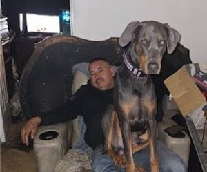 Father of the Doberman Pinscher puppies born on 12/06/2024