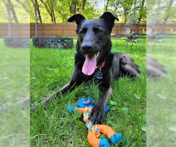 Medium Photo #3 Labrador Retriever-Unknown Mix Puppy For Sale in Minneapolis, MN, USA