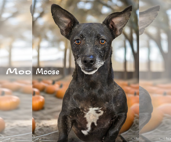 Medium Photo #1  Puppy For Sale in , 