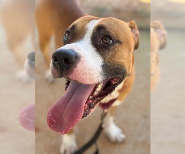 Medium Photo #2 American Bulldog-Unknown Mix Puppy For Sale in Tallahassee, FL, USA