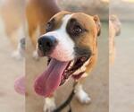 Small #1 American Bulldog Mix
