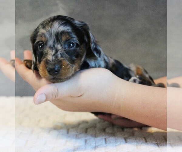 Medium Photo #4 Dachshund Puppy For Sale in HONEY BROOK, PA, USA