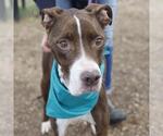 Small American Staffordshire Terrier Mix