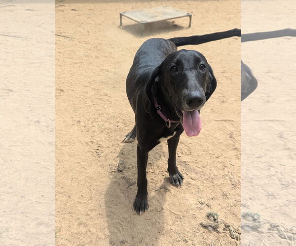 Medium Photo #3 Mutt Puppy For Sale in Munford, TN, USA