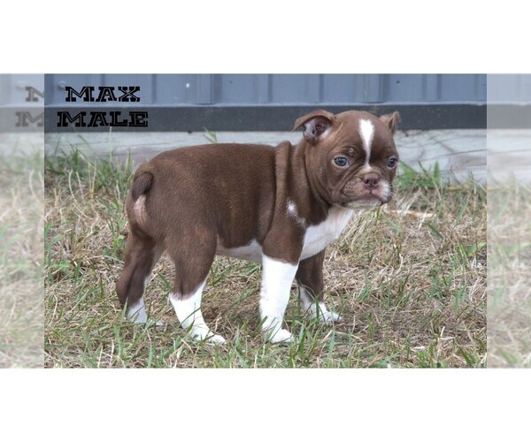 Medium Photo #14 Boston Terrier Puppy For Sale in CLARE, MI, USA