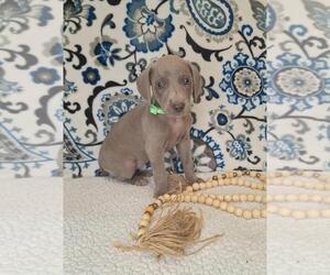 Medium Weimaraner