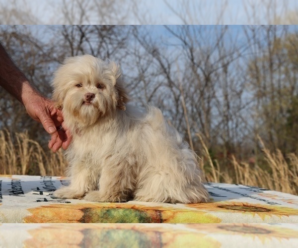 Medium Photo #1 ShihPoo Puppy For Sale in DYERSBURG, TN, USA