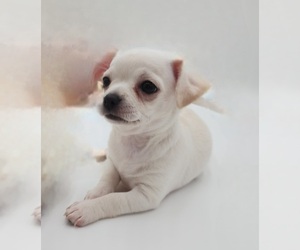 Chihuahua Puppy for sale in JACKSONVILLE, FL, USA