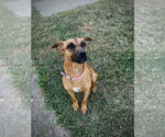 Small #2 Redbone Coonhound Mix