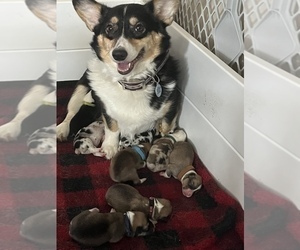 Mother of the Pembroke Welsh Corgi puppies born on 01/08/2023