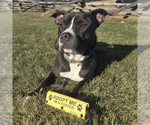Medium Photo #9 American Bulldog-Unknown Mix Puppy For Sale in New Oxford , PA, USA