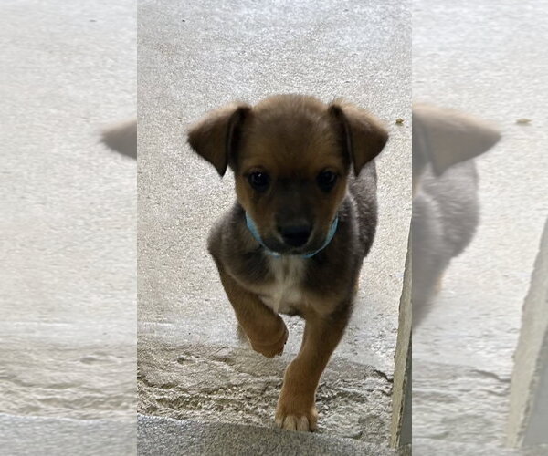 Medium Photo #1 Mutt Puppy For Sale in Sterling, MA, USA