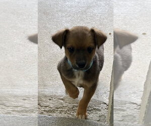 Mutt Dogs for adoption in Sterling, MA, USA