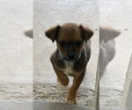 Small Mutt