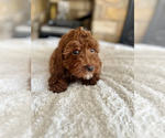 Small #1 Bernedoodle-Cavapoo Mix