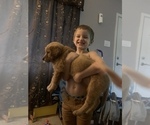 Small Photo #32 Golden Retriever Puppy For Sale in ALIQUIPPA, PA, USA