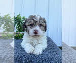 Puppy 3 Havachon