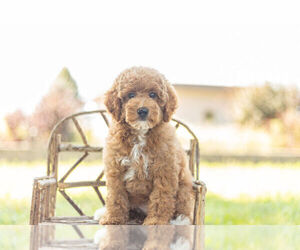 Goldendoodle-Poodle (Miniature) Mix Puppy for Sale in WARSAW, Indiana USA