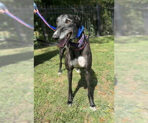 Vance - Male Greyhound Dog for Adoption - Photo #3