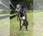 Small Photo #3 Greyhound Puppy For Sale in Cherry Hill, NJ, USA