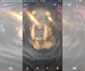 Rottweiler Puppy for sale in WAYNE, MI, USA