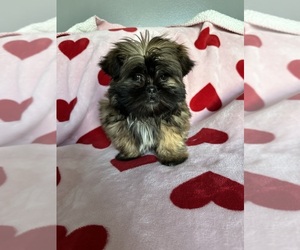 Shih Tzu Puppy for sale in STOKESDALE, NC, USA
