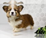 Small #11 Pembroke Welsh Corgi