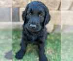 Small Photo #2 Goldendoodle Puppy For Sale in LA MESA, CA, USA