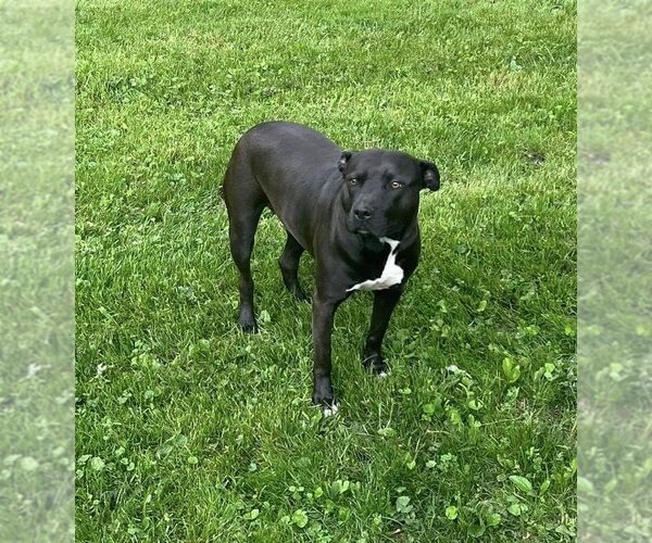 Medium Photo #5 American Pit Bull Terrier-Unknown Mix Puppy For Sale in Germantown, OH, USA