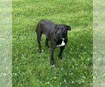 Small #4 American Pit Bull Terrier Mix
