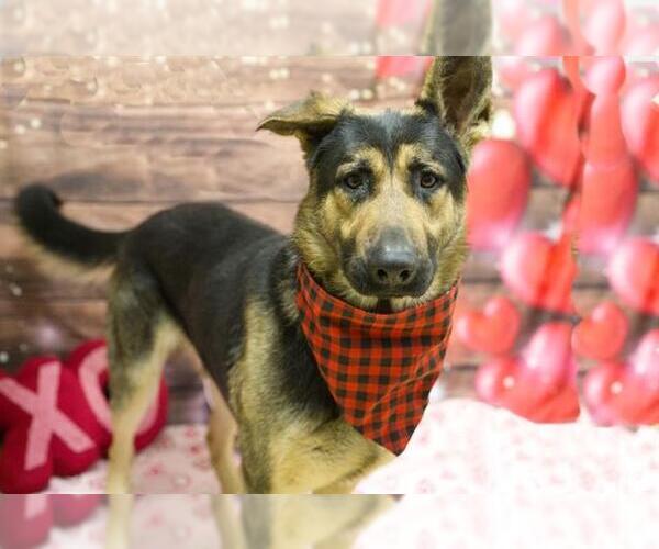 Medium Photo #1 German Shepherd Dog Puppy For Sale in Placerville, CA, USA