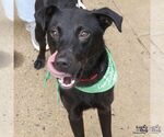 Small #4 Labrador Retriever Mix