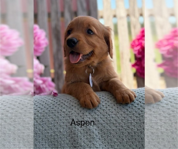 Medium Photo #18 Golden Retriever Puppy For Sale in MARSHFIELD, MO, USA