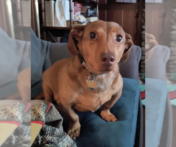 Medium Photo #1 Dachshund Puppy For Sale in Fruitland, SC, USA