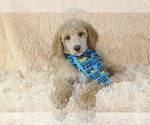 Small Photo #2 Poodle (Standard) Puppy For Sale in HOMELAND, CA, USA