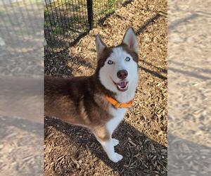 Siberian Husky Dogs for adoption in San Antonio, TX, USA