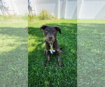 Small #3 Mutt