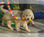 Small Photo #6 English Cream Golden Retriever Puppy For Sale in NEWVILLE, PA, USA