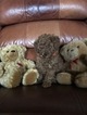 Small Photo #6 Poodle (Miniature) Puppy For Sale in ALLEN, TX, USA