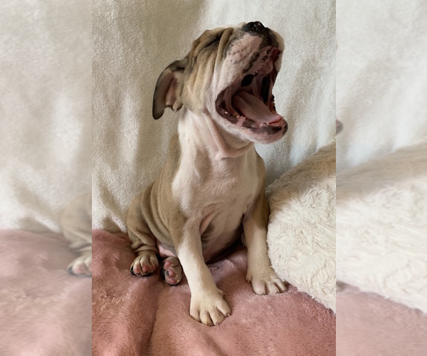 Medium Photo #20 English Bulldog Puppy For Sale in CHARLESTON, SC, USA